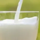 乳しぼり